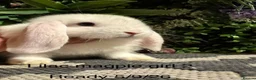 Mini Lop rabbits for sale: 🐰Pure breed mini lops ready to go 🐰 - Advert 14