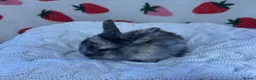 Mixed Breed rabbits for sale: Five beautiful Mini lops x English spot  - Advert 3