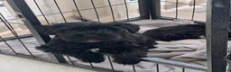 Cavapoo dogs for sale: 🐶🐾Adorable Cavaschnauzer Pups🐾🐶 - Advert 11