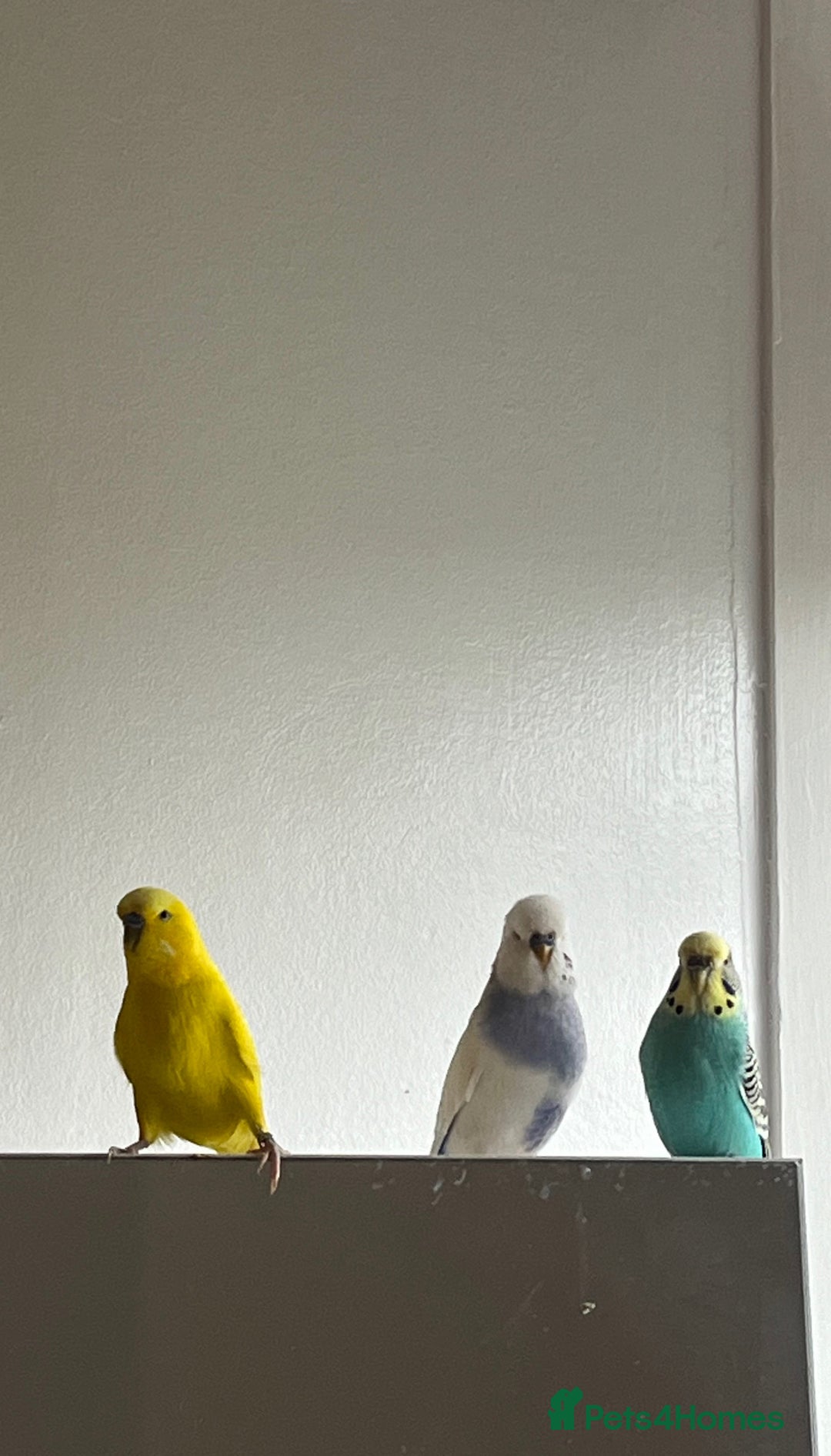 Budgerigars birds for sale: 3x budgies for sale - Image 3