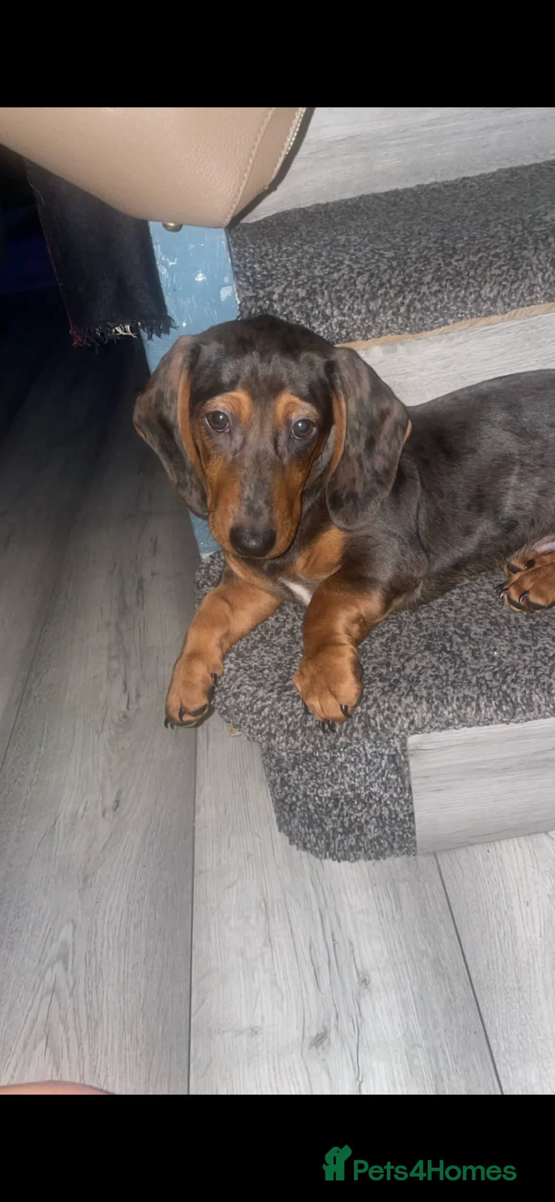 Dachshund dogs for sale: Puppy for sale  - Advert 2