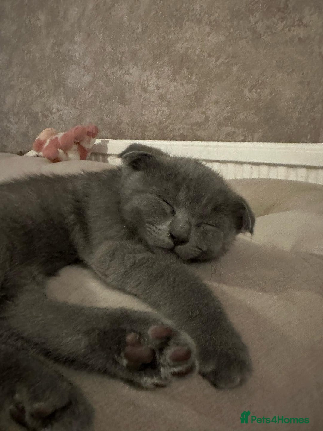 Scottish Fold cats for sale: Scottish fold kittens - Image 12