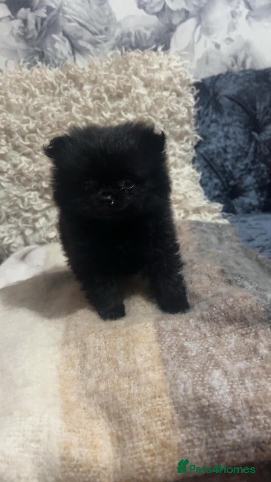 Pomeranian dogs for sale: Toy Pomeranian - Advert 18