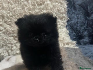 Pomeranian dogs Toy Pomeranian - Advert 12