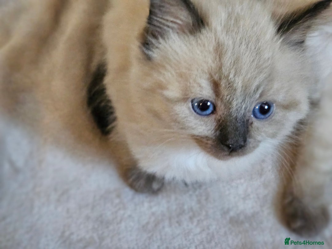 Ragdoll cats for sale: Ragdoll kittens  - Image 17