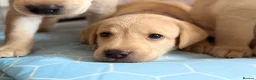 Labrador Retriever dogs for sale: Kennel Club Registered Labrador Puppies 🐾 - Advert 7