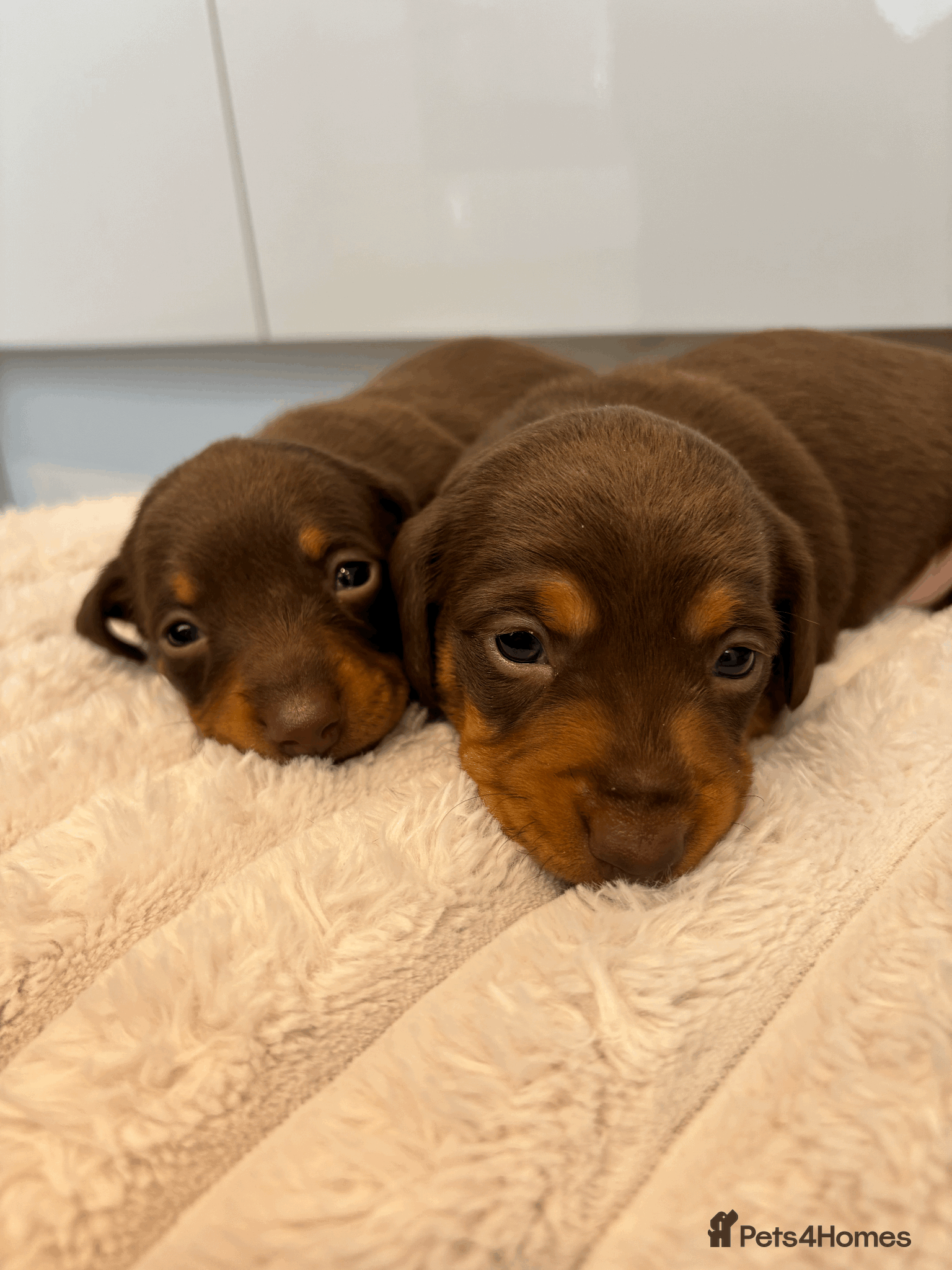 Miniature Dachshund dogs 2 Miniature Daschund's for sale - Advert 1