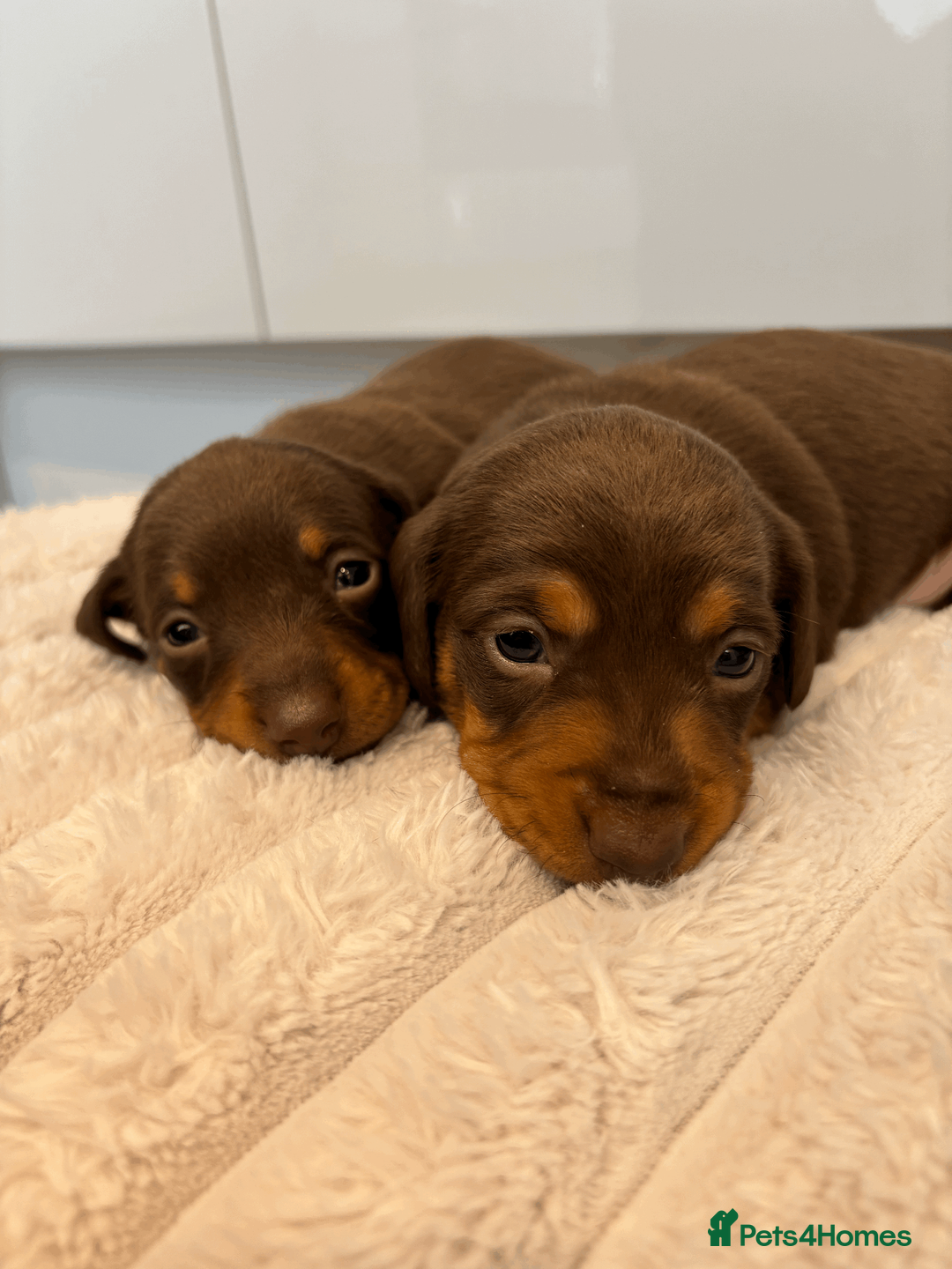 Miniature Dachshund dogs for sale: 2 Miniature Daschund's for sale - Advert 1