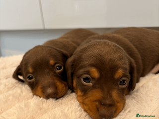 Miniature Dachshund dogs 2 Miniature Daschund's for sale - Advert 1