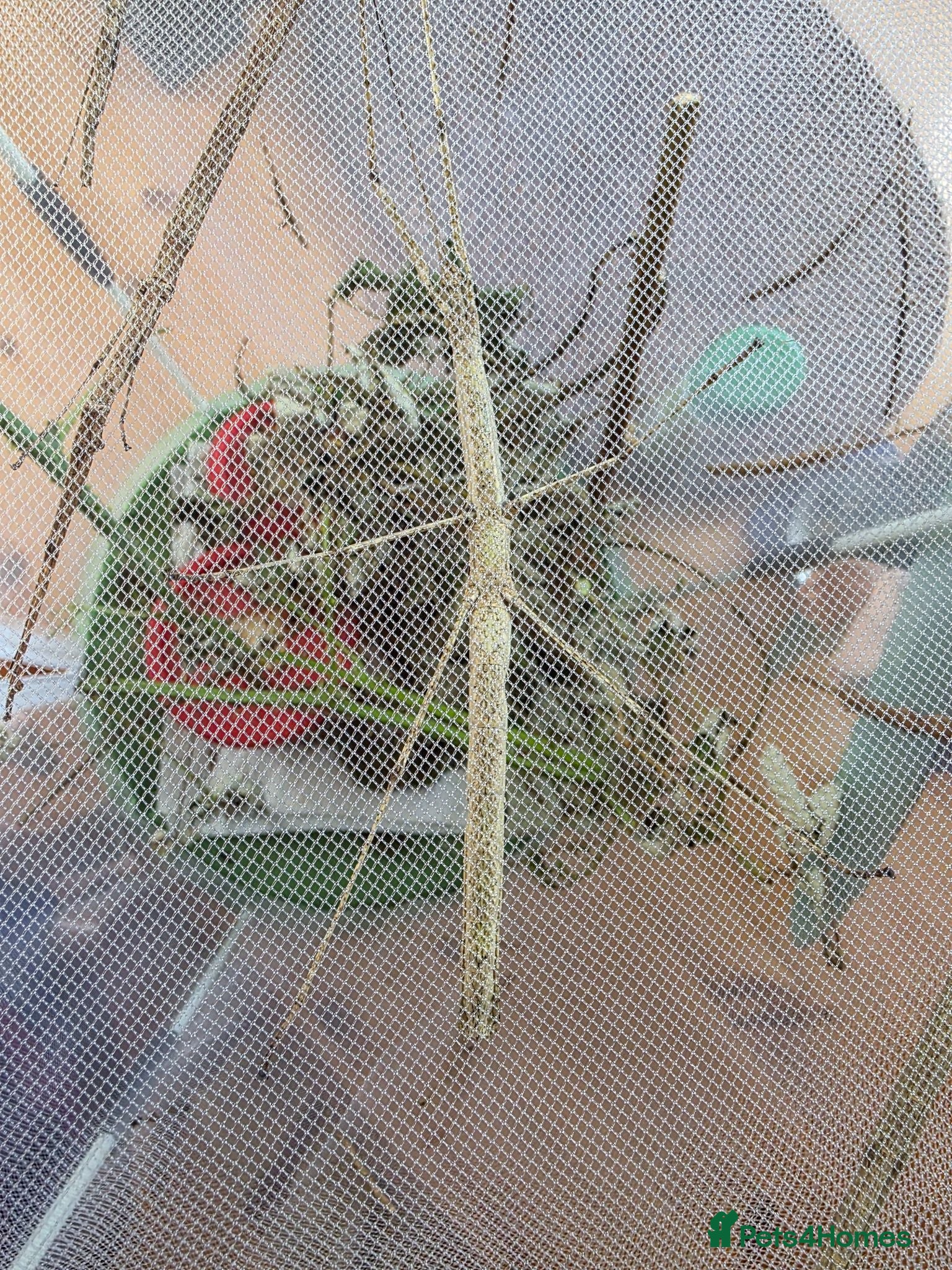 Stick Insects invertebrates Budwing stick insects - Advert 1