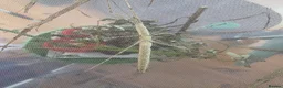 Stick Insects invertebrates for sale: Budwing stick insects - Advert 1