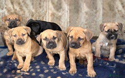Rottweiler dogs for sale: Rottweiler × Black Mouth Cur  - Image 2