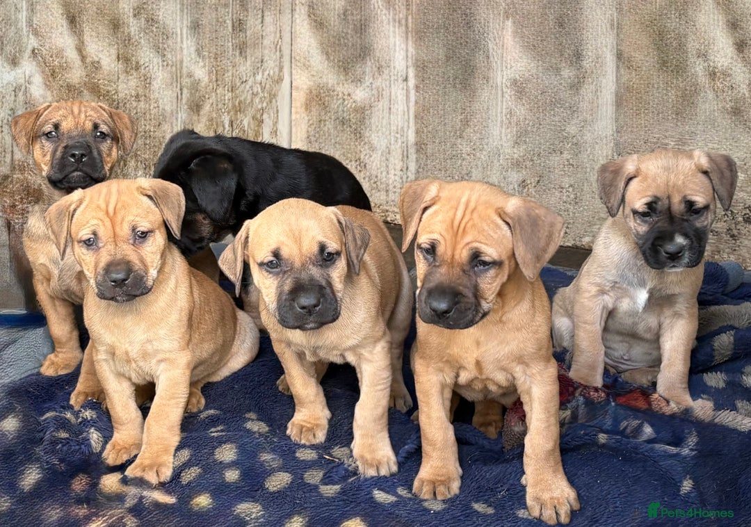 Rottweiler dogs for sale: Rottweiler × Black Mouth Cur  - Image 2