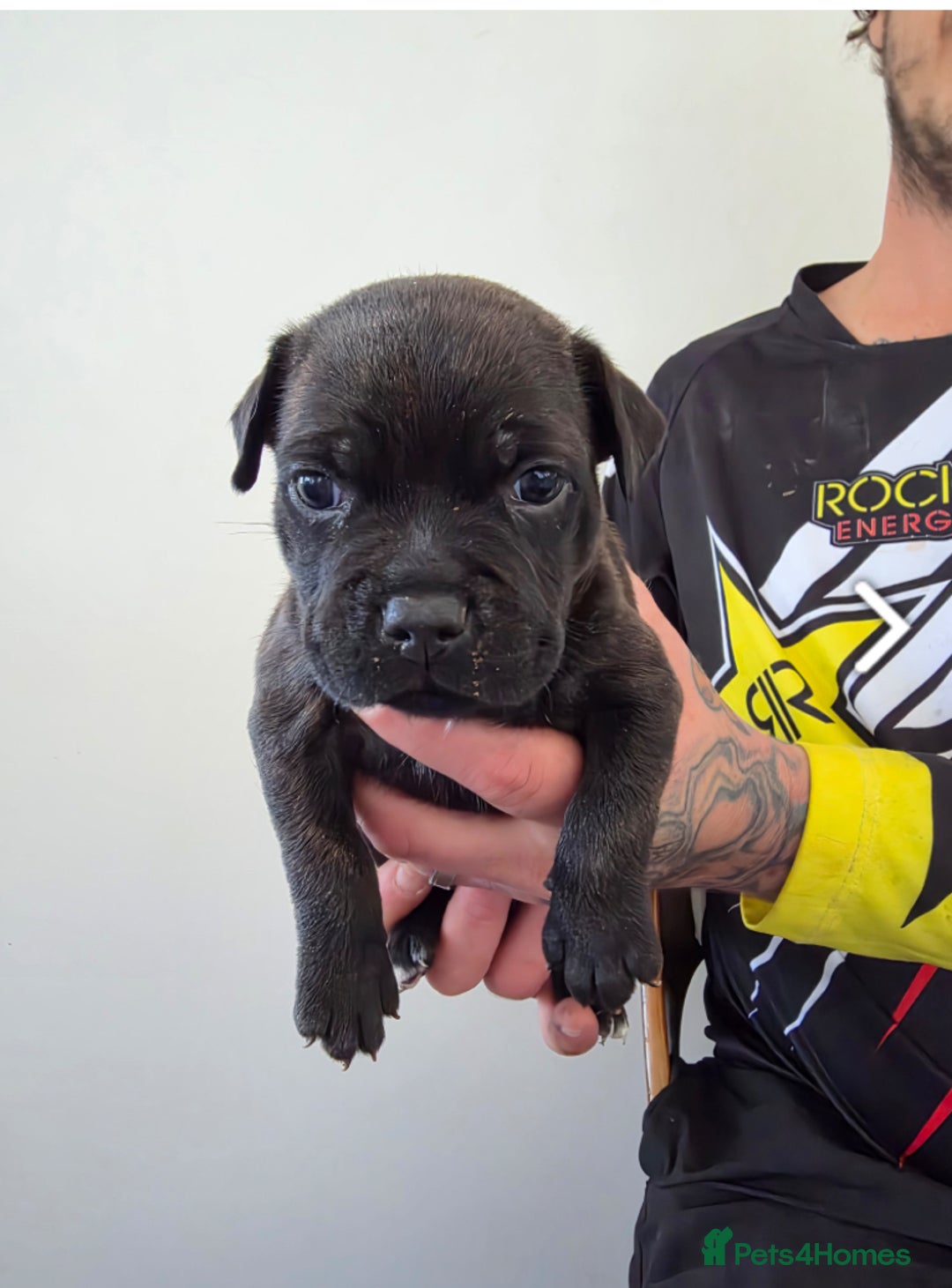 Staffordshire Bull Terrier dogs for sale: Worming Kc Reg %100Pure Staffy Puppies - Advert 11