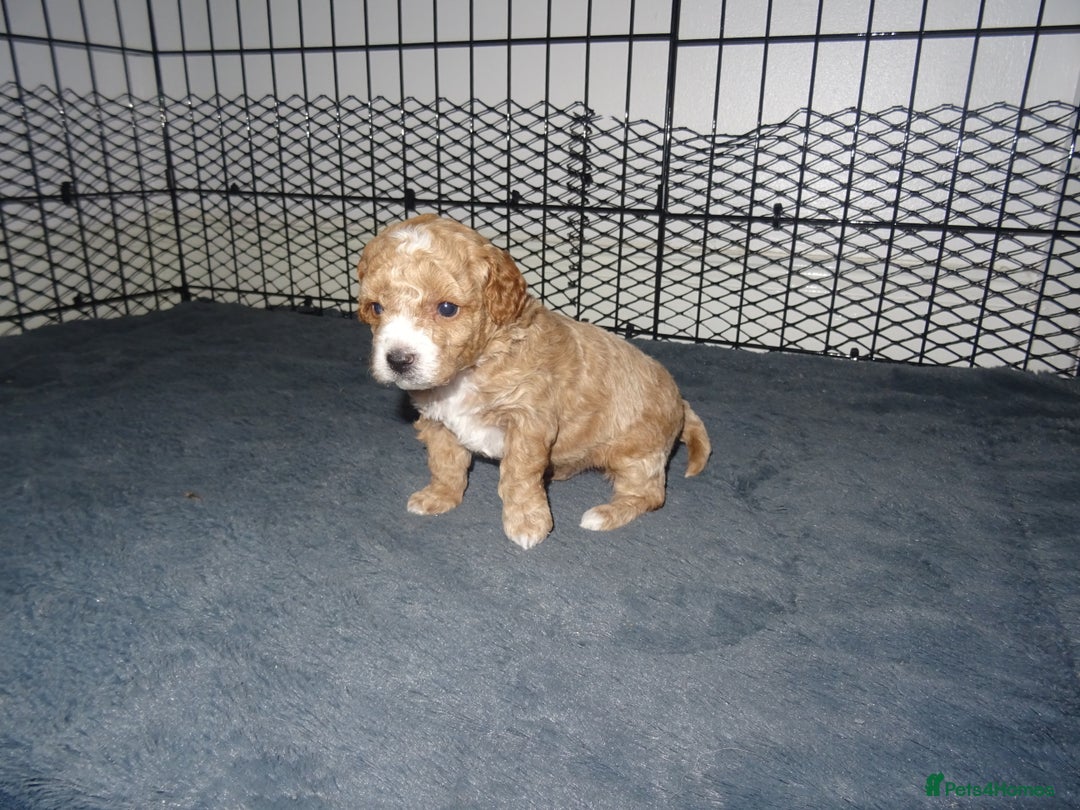 Maltipoo dogs for sale: 🐾 F1b Maltipoo Puppies – Ready Early January 🐾 - Advert 27