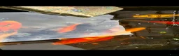 Koi Carp fish for sale: Koi carp x 4 1 grass carp 2 tri goldfish 7 fish  - Advert 6