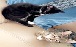 Mixed Breed cats for sale: 5 gorgeous tabby/Mixed breed kittens for sale🐾 - Image 9