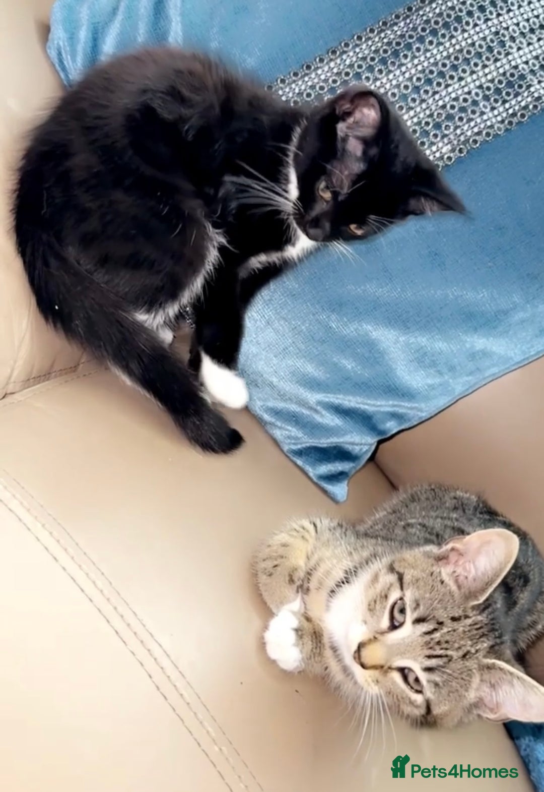 Mixed Breed cats for sale: 5 gorgeous tabby/Mixed breed kittens for sale🐾 - Image 9