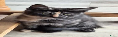 Maine Coon 2