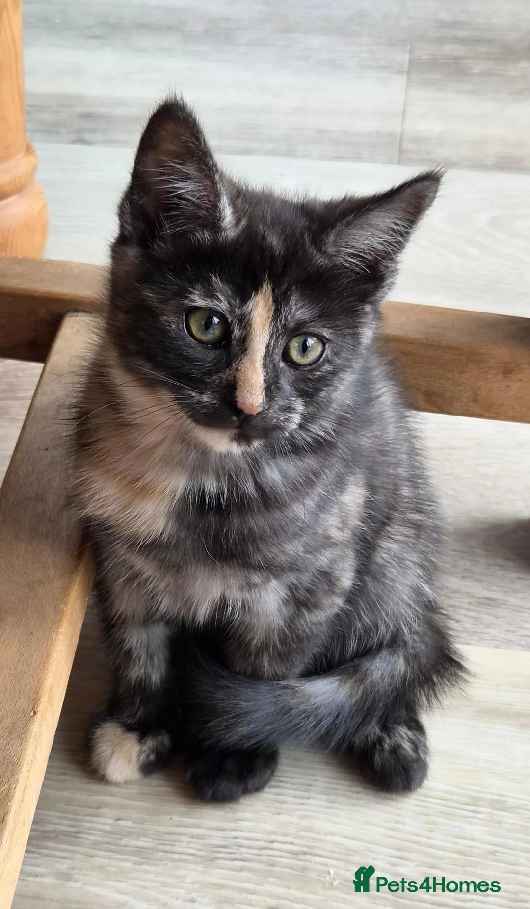 Maine Coon cats for sale: Maine Coon Cross Kittens - Advert 10