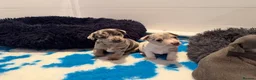 Jack Russell dogs for sale: Perfect Blue and Blue Merle Jack Russell Puppies - Advert 18