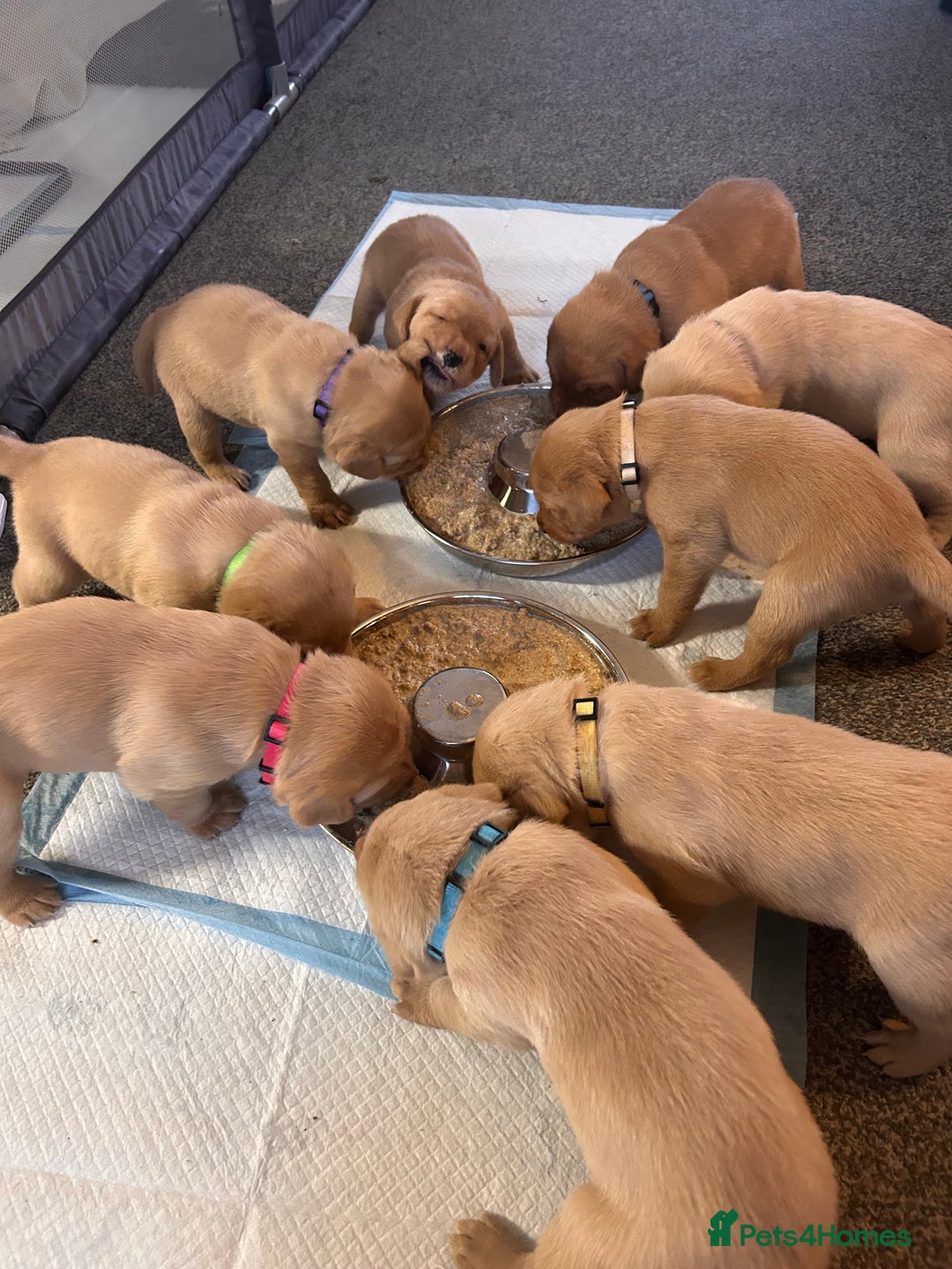 Labrador Retriever dogs for sale: Pure breed Labrador pups  - Advert 10