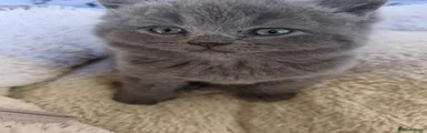 British Shorthair 3