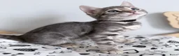 Bengal cats for sale: Exceptional Silver, Blue & Brown Bengal Kittens  in Basingstoke - Advert 17