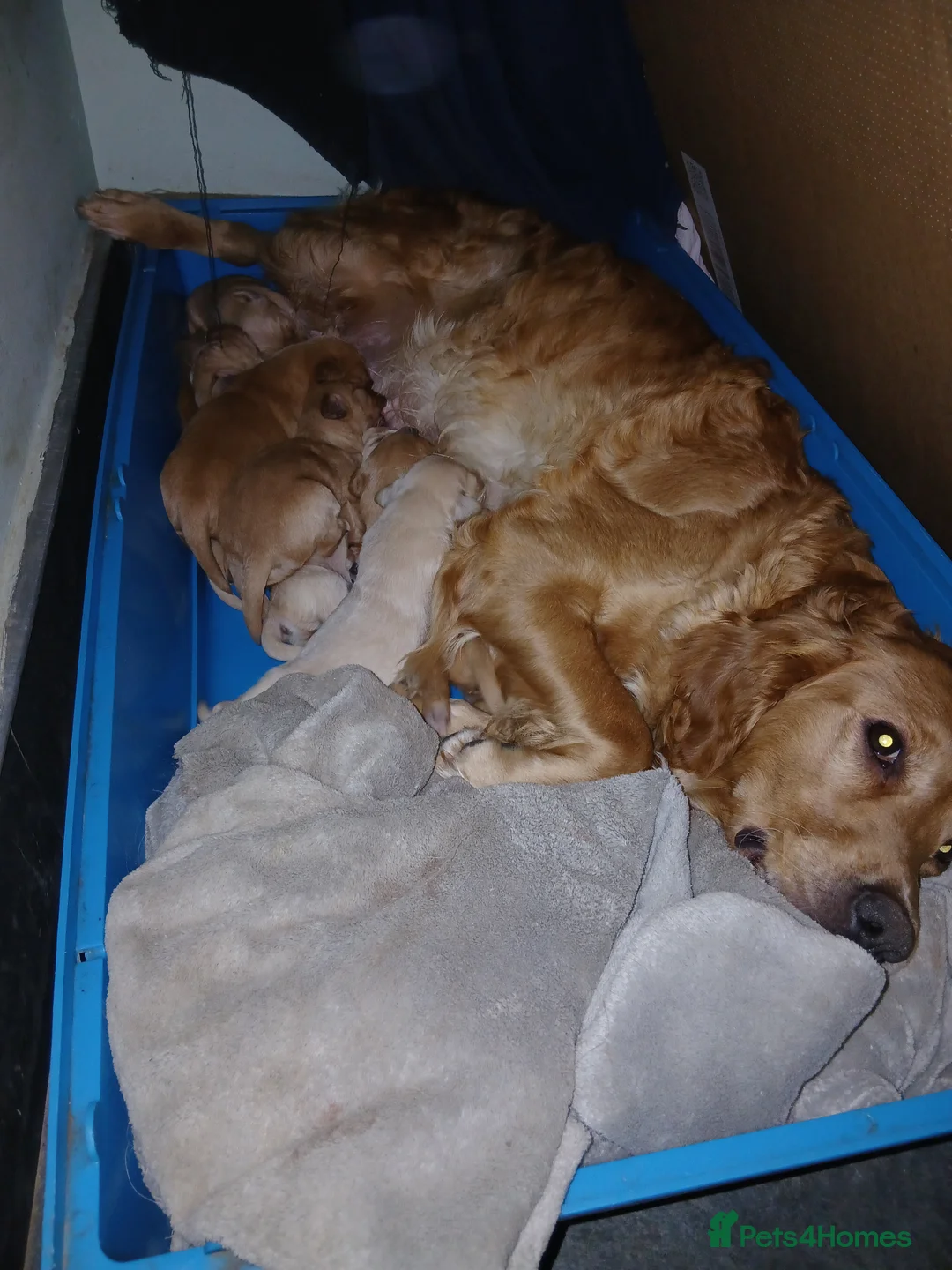 Golden Retriever dogs for sale: Chunky KC registered golden retrievers  - Advert 22