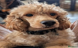 Australian Labradoodle dogs for sale: Adorable Miniature Australian Labradoodle Puppies - Image 5