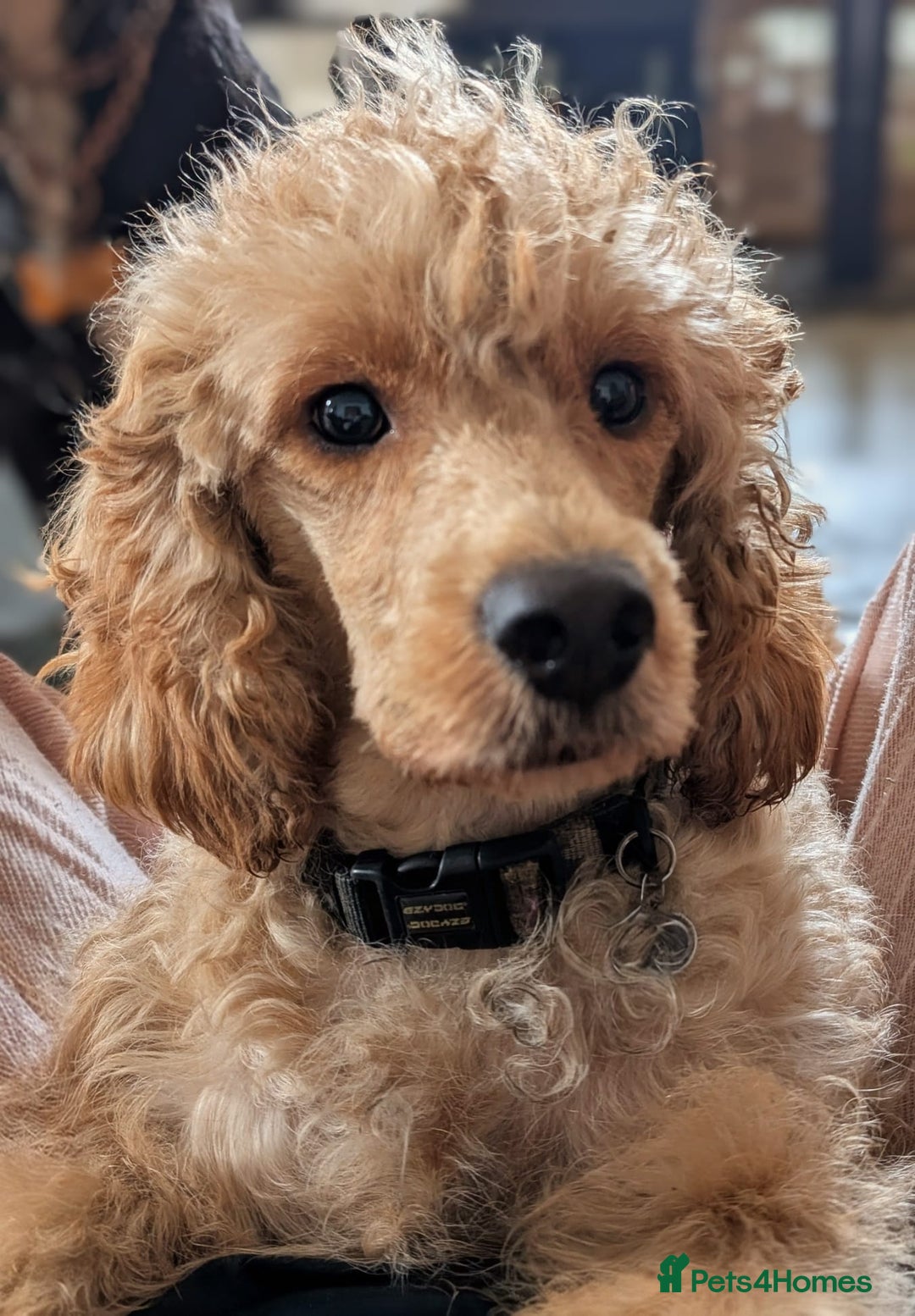 Australian Labradoodle dogs for sale: Adorable Miniature Australian Labradoodle Puppies - Image 5