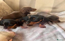 Dachshund dogs for sale: Daushund puppy’s for sale ready to leave 💝  - Image 8