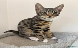 Mixed Breed cats for sale: 5 Beautiful Mixed Bengal Litter ready to go! - Image 5