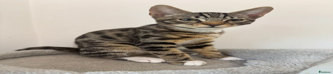 Mixed Bengal Kitten 1