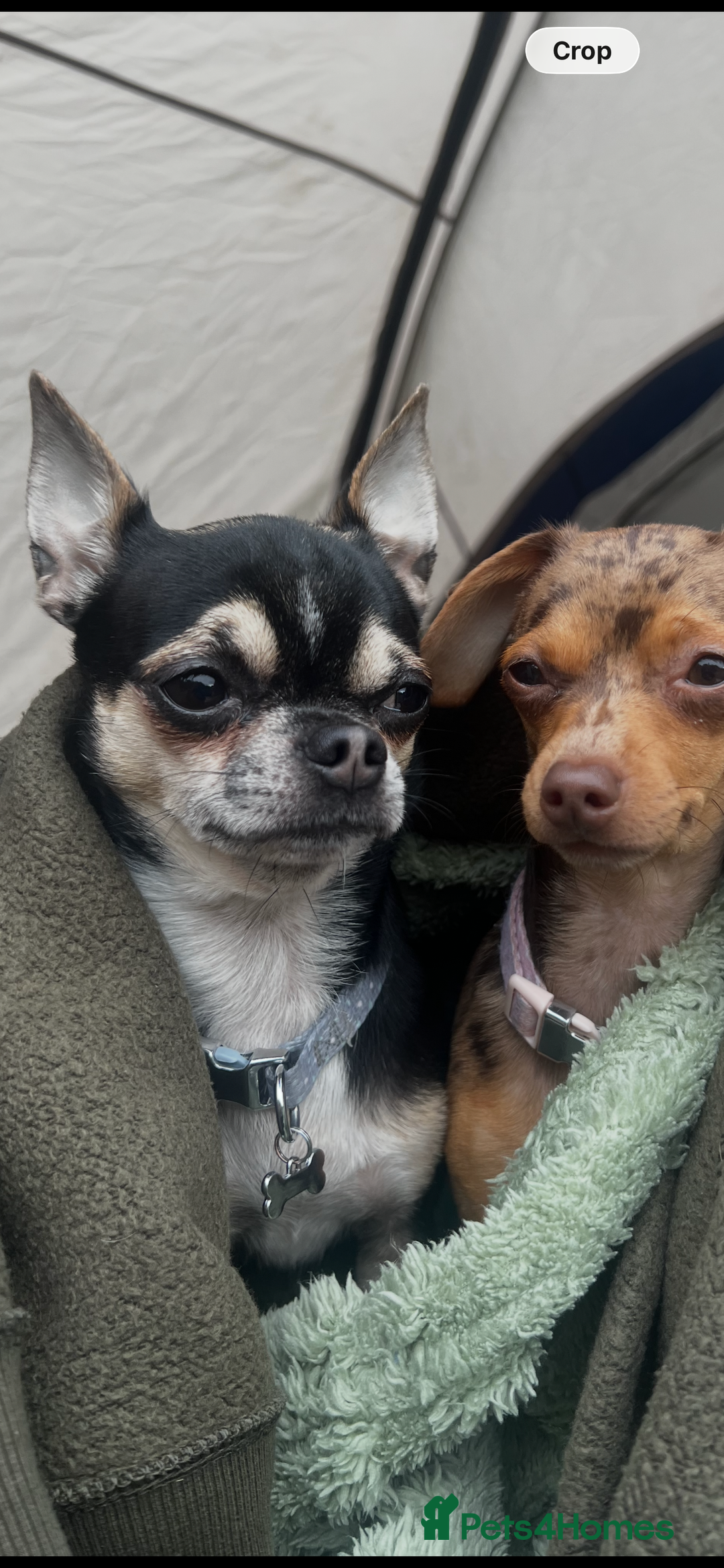 Chihuahua dogs for stud: Chihuahua for stud  - Advert 4