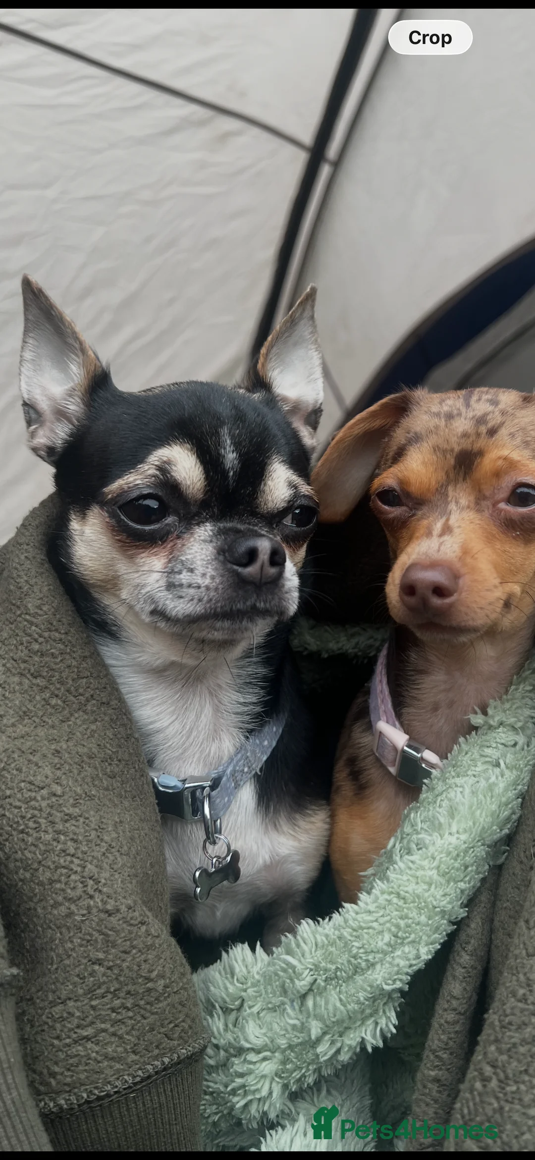 Chihuahua dogs for stud: Chihuahua for stud  - Advert 4