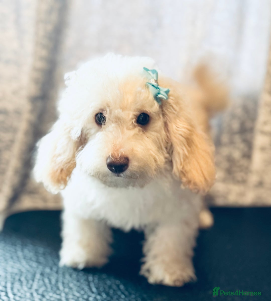 Toy Poodle dogs for sale: REDUCED READY NOW !! 2 beautiful toy poodle babies - Image 16