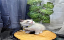 Ragdoll cats for sale: 💎 Purebred Ragdoll kittens-Champion Bloodlines 💎 - Image 30