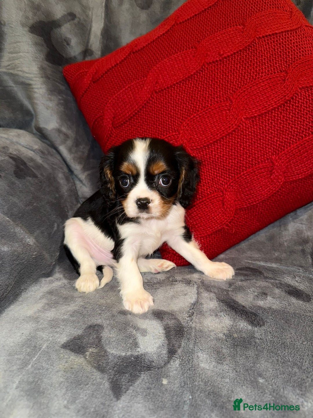 Cavalier King Charles Spaniel dogs for sale: 💙🩵Stunning Tri cavalier Boys 💙🩵 - Advert 10