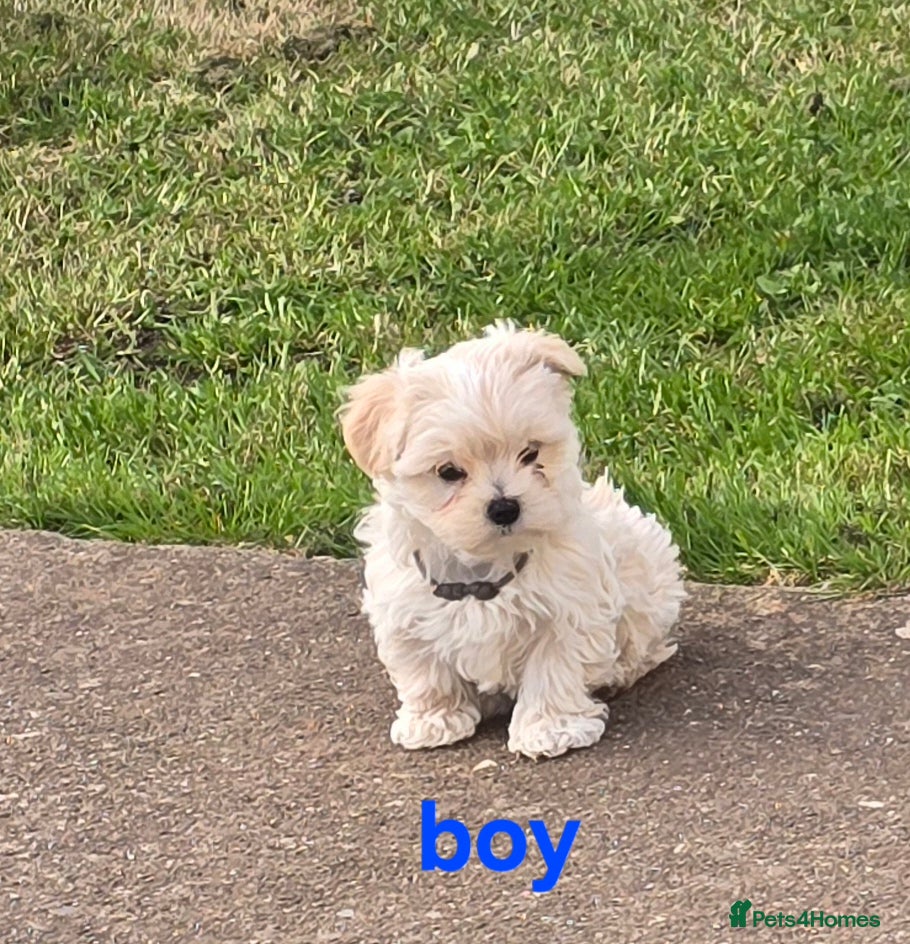 Maltipoo dogs  Extra small Korean Toy Maltipoo baby's  - Advert 17