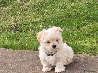 Maltipoo dogs Extra small Korean Toy Maltipoo baby's - Advert 17