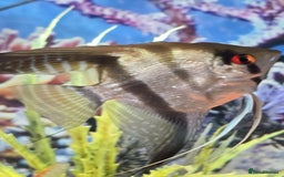 Tetras fish for sale: Diff fish for sale - Image 5