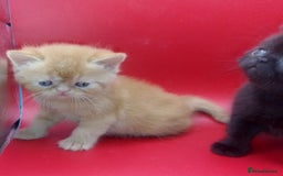 Exotic cats for sale:  Exotic British shorthair  - Image 15