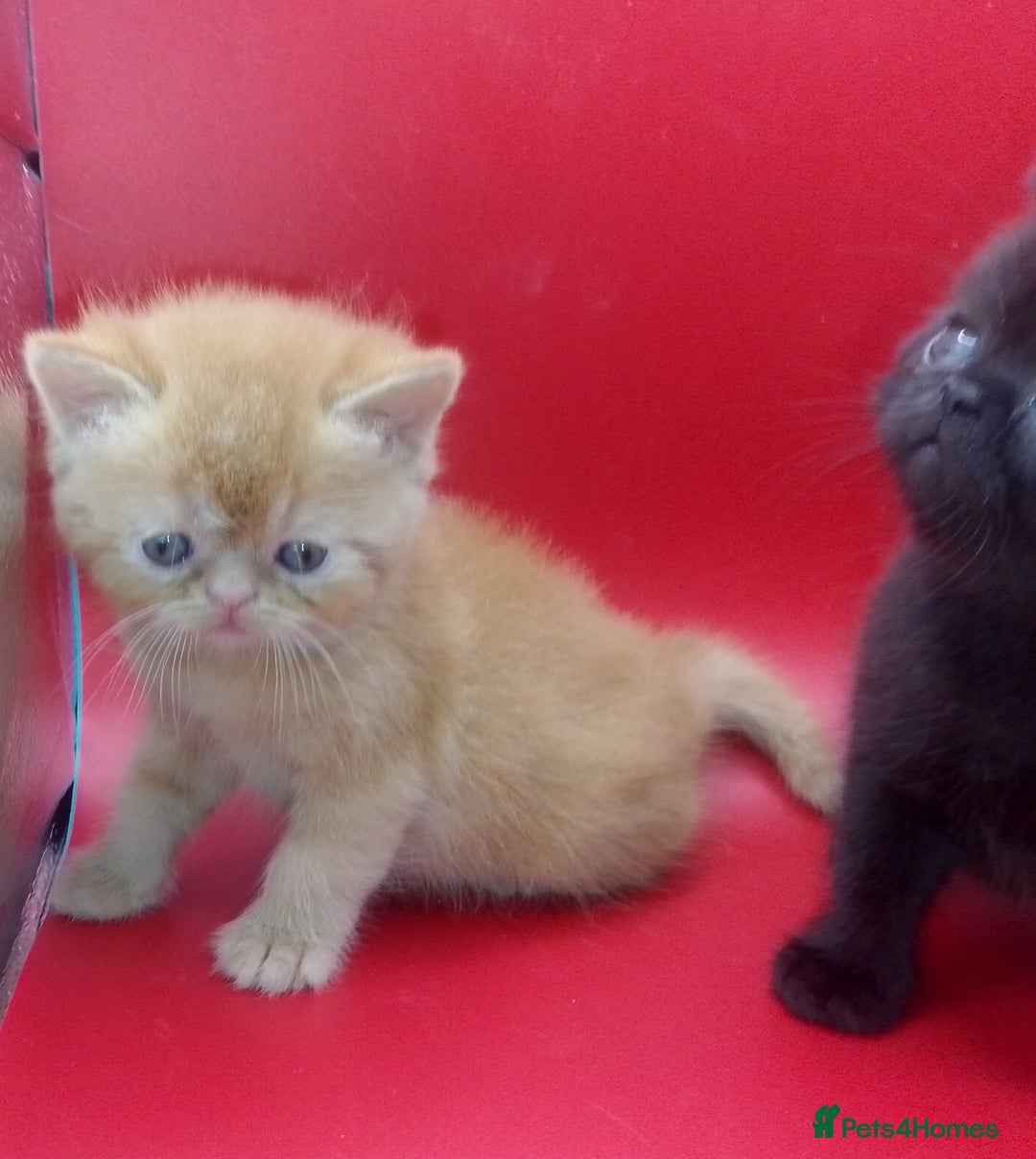 Exotic cats for sale:  Exotic British shorthair  - Image 15