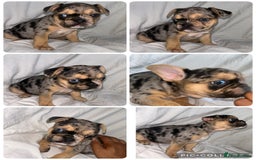 French Bulldog dogs for sale: French bulldog puppies fluffy carriers  - Image 1