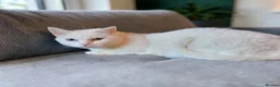 Munchkin cats for sale: Exceptional Quality & Extremely Rare Minuets - Advert 17