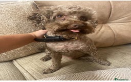 Miniature Poodle dogs for sale: Beautiful flower girl& Bertie boy , need a loving  - Image 4