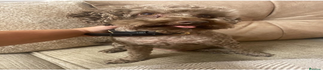 Miniature Poodle  5 years old trained 