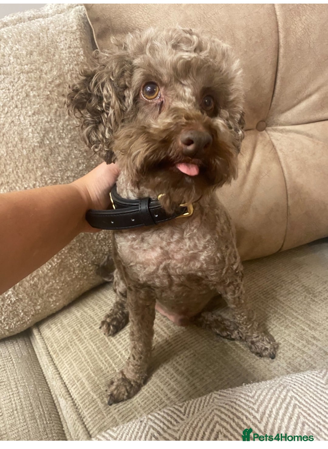 Miniature Poodle dogs for sale: Beautiful flower girl& Bertie boy , need a loving  - Image 4