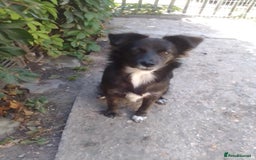 Mixed Breed dogs for adoption: Cute Briggie looking for LOVE - Image 13